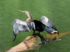 Anhinga anhinga