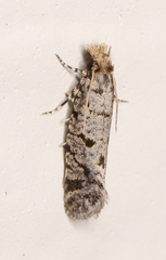 Amydria margoriella