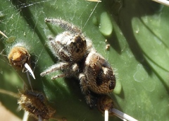 Phidippus maddisoni