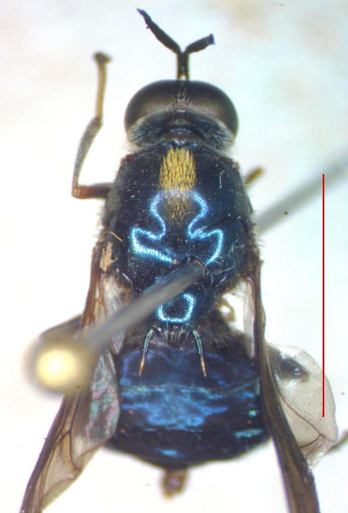 Cyphomyia chrysodota