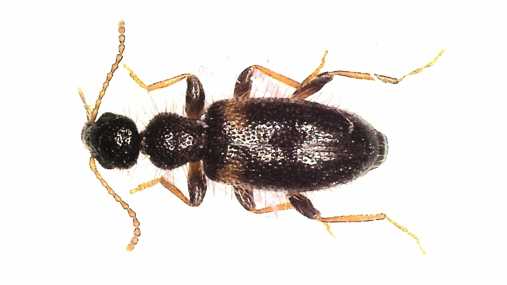 Hirticollis hispidus