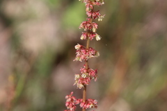 Rumex californicus