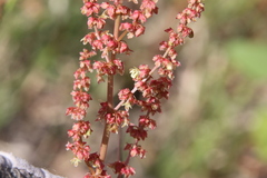 Rumex californicus