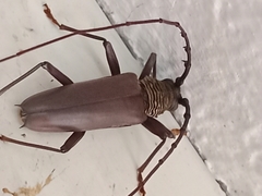 Cerambycoidea