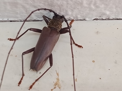 Cerambycoidea