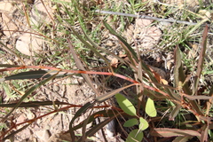 Rumex californicus