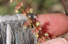 Rumex californicus