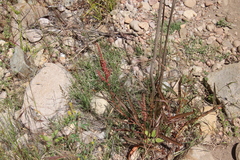Rumex californicus