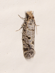 Amydria margoriella