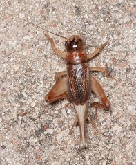 Anurogryllus arboreus