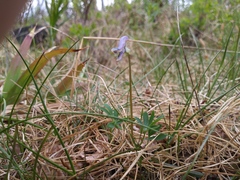 Corydalis pauciflora