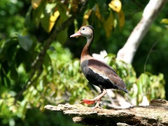 Dendrocygna autumnalis