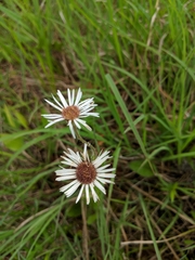 Erigeron pulchellus