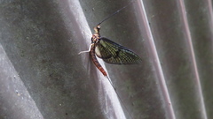 Ephemera strigata