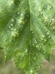 Eriophyes torminalis