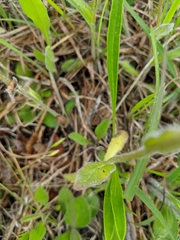 Erigeron pulchellus