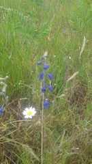 Delphinium nuttallii
