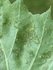 Eriophyes torminalis