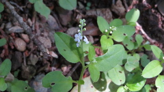 Trigonotis peduncularis