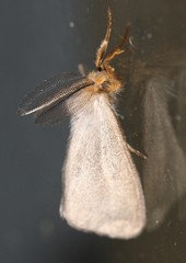 Euproctis fimbriata