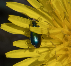Lebia viridis