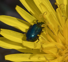 Lebia viridis