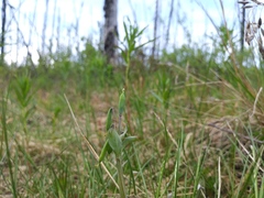 Corydalis pauciflora