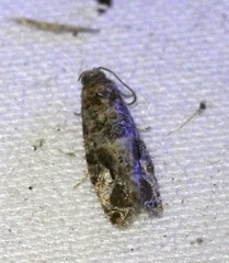 Lobesia transtrifera