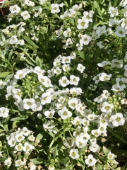 Lobularia maritima