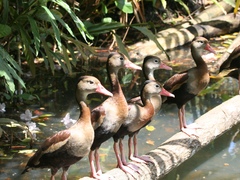 Dendrocygna autumnalis