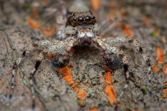 Phaeacius malayensis