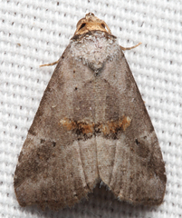 Hyperstrotia flaviguttata