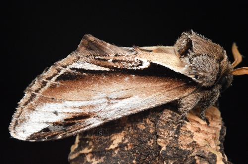Lesser Swallow Prominent