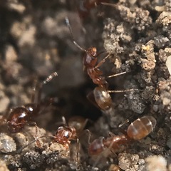 Forelius pruinosus