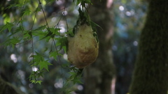 Zhangixalus arboreus