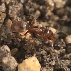 Forelius pruinosus