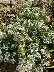 Lobularia maritima