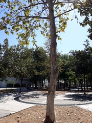 Platanus mexicana