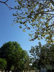 Platanus mexicana