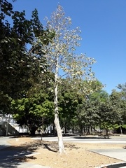 Platanus mexicana