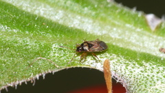 Lasiosomus lasiosomoides