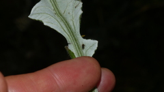 Lasiosomus lasiosomoides