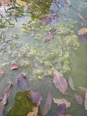 Nostocaceae