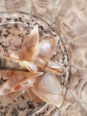 Dosima fascicularis