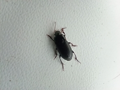 Carabidae