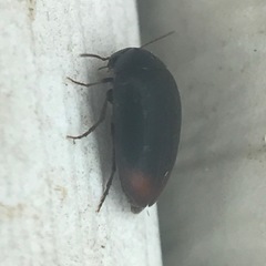 Eucinetus haemorrhoidalis