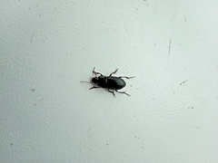 Carabidae