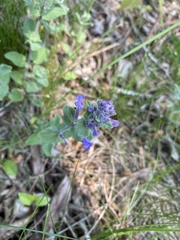 Nepeta × faassenii