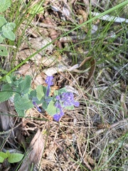 Nepeta × faassenii