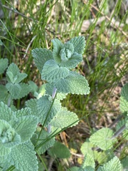 Nepeta × faassenii